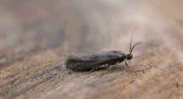 Odrůdy a metody řešení molů na jabloni pomocí léků a lidových prostředků